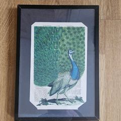 Peacock picture