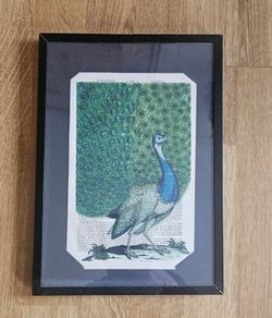 Peacock picture