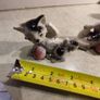 Rare find  VINTAGE PORCELAIN MARKED foreign 2 Cat Figurine.Cats Playing With Ball Figurine Image 8
