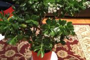 Crassula (Money Tree), 16 years old