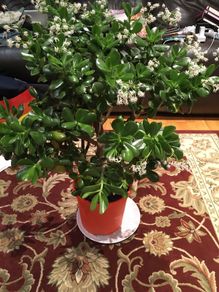 Crassula (Money Tree), 16 years old