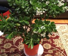 Crassula (Money Tree), 16 years old