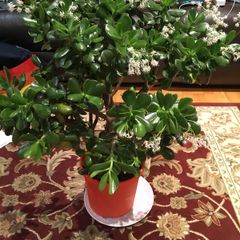 Crassula (Money Tree), 16 years old