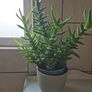 Plants Image 7