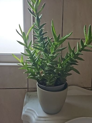 Plants