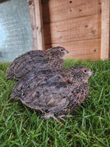Quail roosters
