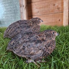 Quail roosters