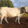 In calf heifers for Elphin Image 6