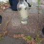 vintage vodka bottle Image 4