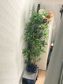 Large fake plant