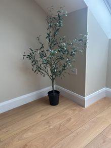 plants