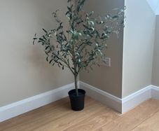 plants