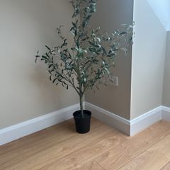 plants