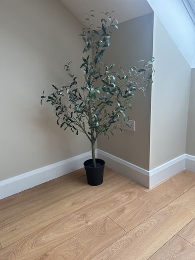 plants