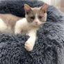 Plush Donut Pet Bed,Dog Cat Round Warm Kennel Soft Puppy Sofa,Luxury Cat Cushion Bed Sleeping Bag Orthopedic Relief,Anti Slip Bottom,Machine Washable(XL 27.6 inch x 7.9 inch Dark Grey) Image 3
