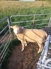 sheep