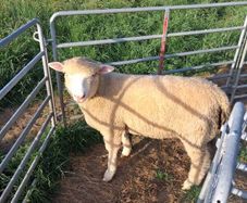 sheep