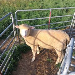 sheep