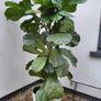 Ficus Lyrata planters x 2 Image 2