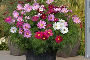 (C) Cosmos Dwarf Sensation seeds 0.5g (415588)