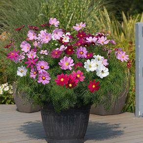 (C) Cosmos Dwarf Sensation seeds 0.5g (415588)