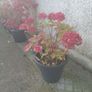 flowers all for sell Image 6
