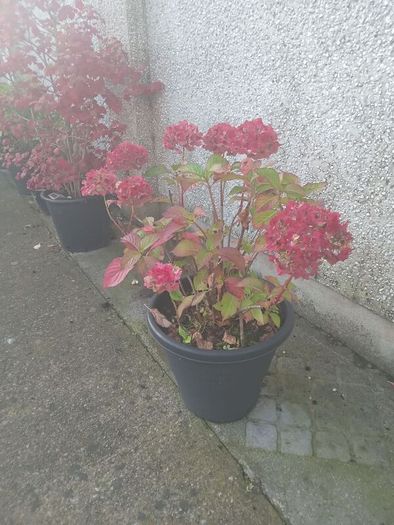 flowers all for sell