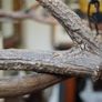 Rustic Antler Chandelier with Amber Glass Shades Image 6