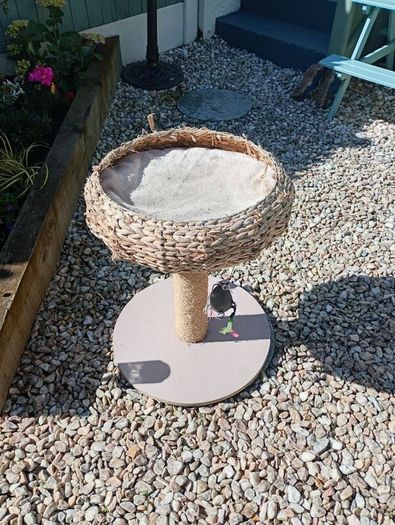 Cat bed and scratcher