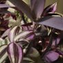Trailing house plants  in one pot. 50cm x 80cm or 50cm x 100cm.  3Tradescantias : Zebrina, Nanouk and Purple Heart Image 5