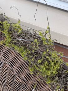 New 120cm length rustic twig and moss garland
