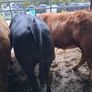 Bulls Image 2