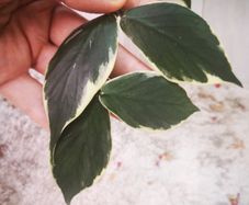 Hoya Polyneura Albomarginata cutting