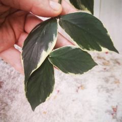 Hoya Polyneura Albomarginata cutting
