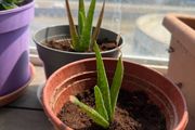 Aloe vera