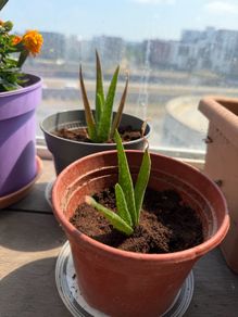 Aloe vera