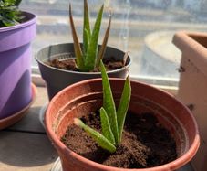 Aloe vera