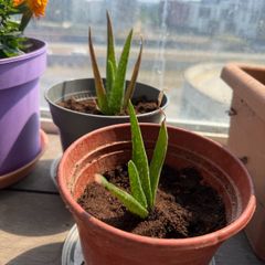 Aloe vera