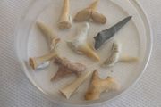 Shark teeth collection