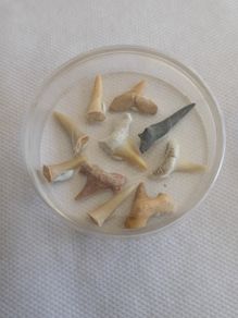 Shark teeth collection