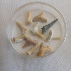 Shark teeth collection