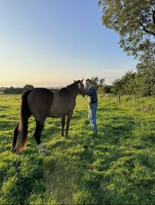 Top quality grazing for Horses