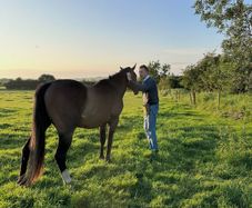 Top quality grazing for Horses