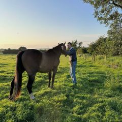 Top quality grazing for Horses