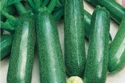 (M) Marrow seeds Nefertiti 1g (125333)