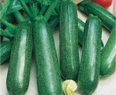 (M) Marrow seeds Nefertiti 1g (125333)