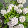 Hydrangea Image 4