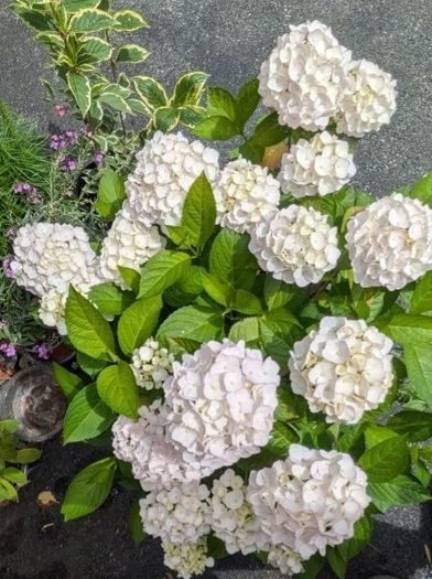 Hydrangea