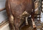 Hereford Bulls Westmeath - 5 Star Replacement