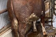 Hereford Bulls Westmeath - 5 Star Replacement